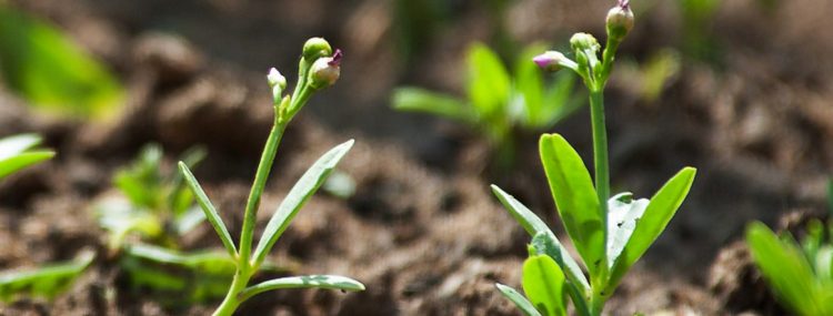CariTerre – I semi piantati diventano talenti